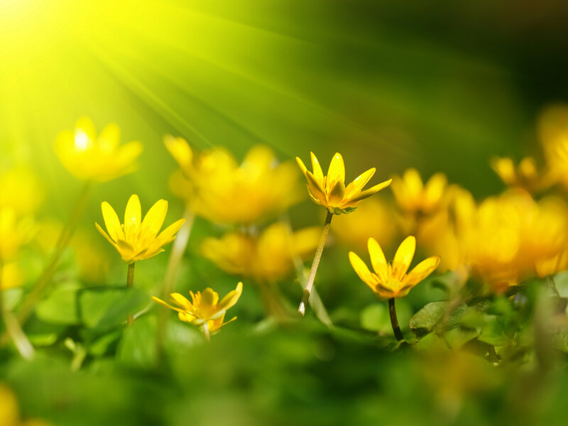 Yellow Flowers in Field — Serene, Morning, Photograph, Sunlight