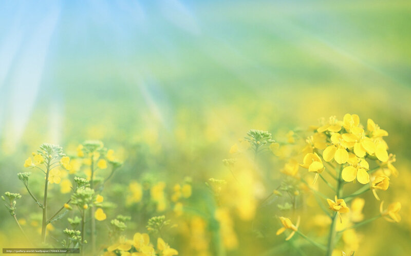 Yellow Flowers in Field — Serene, Morning, Photograph