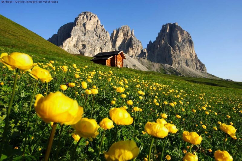 Yellow Flowers in Field — Serene, Morning