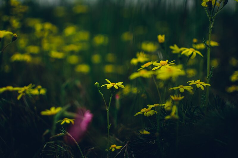Yellow Flowers in Field — Serene, Photograph, Green Stems