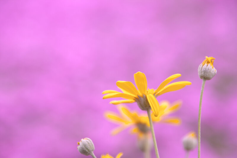 Yellow Flowers in Field — Serene, Photograph