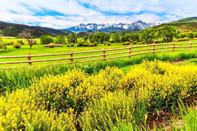 Yellow Flowers in Field — Serene, Spring, Photograph, Fence