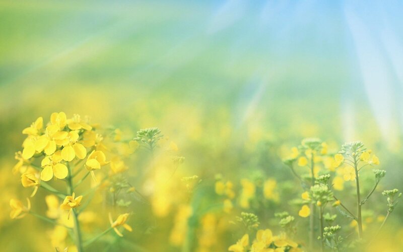Yellow Flowers in Field — Serene, Spring, Photograph, Green Leaves