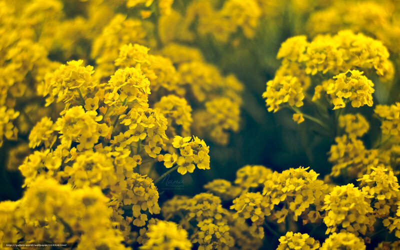 Yellow Flowers in Field — Serene, Spring, Photograph, Greenery