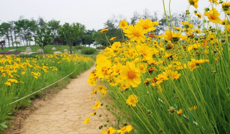 Yellow Flowers in Field — Serene, Spring, Photograph, Path