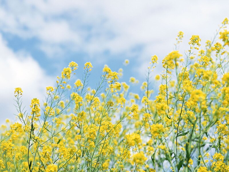 Yellow Flowers in Field — Serene, Spring, Photograph, Sky, Clouds, Blue