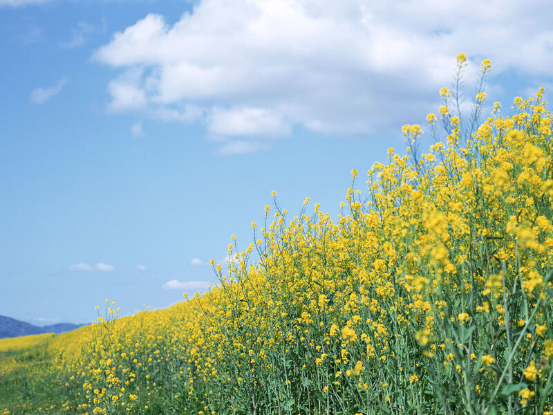 Yellow Flowers in Field — Serene, Spring, Photograph, Sky, Clouds, Hills