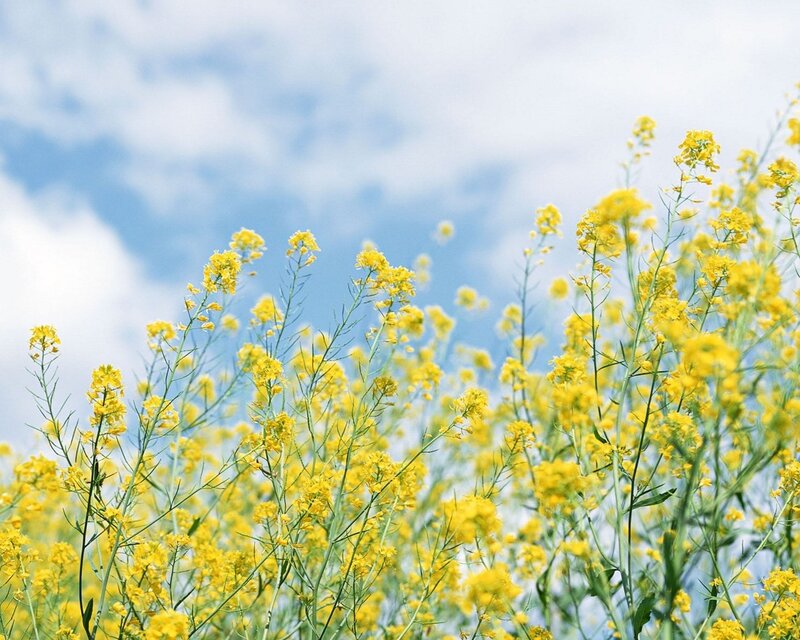 Yellow Flowers in Field — Serene, Spring, Photograph, Sky, Clouds