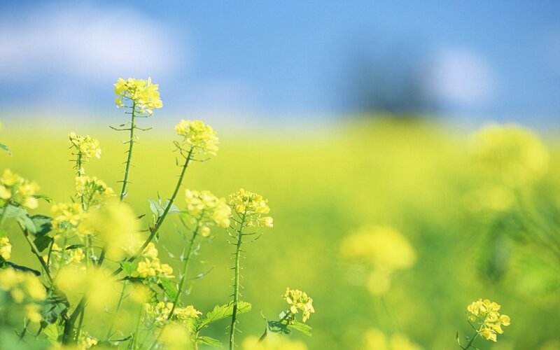 Yellow Flowers in Field — Serene, Spring, Photograph, Sky