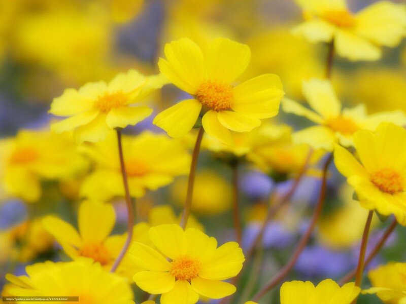 Yellow Flowers in Field — Serene, Spring, Photograph, Stems, Blurred Background