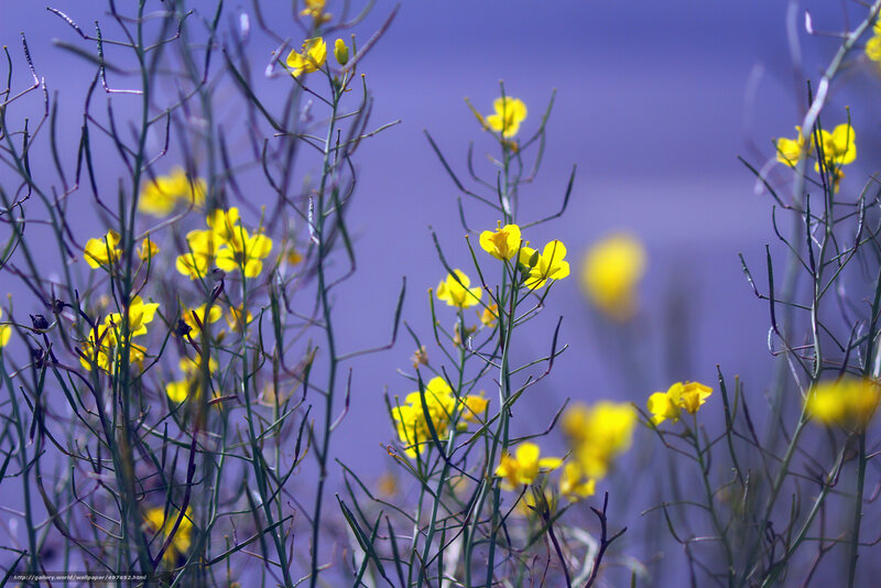 Yellow Flowers in Field — Serene, Spring, Photograph, Stems, Sky
