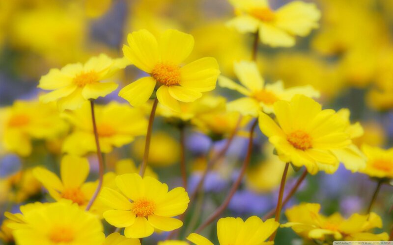 Yellow Flowers in Field — Serene, Spring, Photograph, Stems
