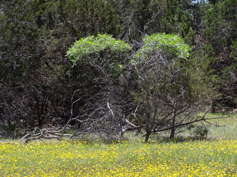 Yellow Flowers in Field — Serene, Spring, Photograph
