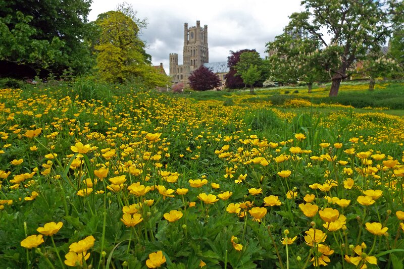 Yellow Flowers in Field — Serene, Spring, Photograph, Trees