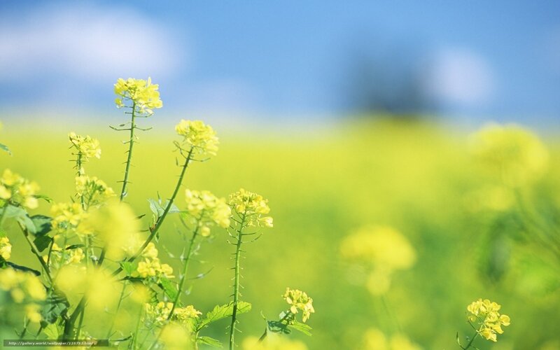 Yellow Flowers in Field — Serene, Spring