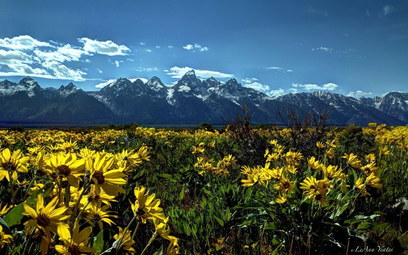Yellow Flowers in Field — Serene, Summer, Photograph, Mountains