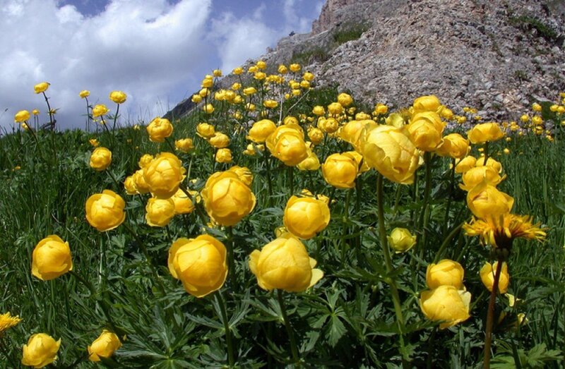 Yellow Flowers in Field — Serene, Summer