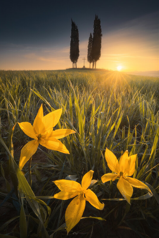 Yellow Flowers in Field — Serene, Sunrise, Photograph