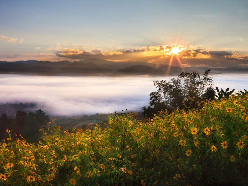 Yellow Flowers in Field — Serene, Sunrise