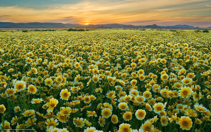 Yellow Flowers in Field — Serene, Sunset, Photograph, Mountains, Sky