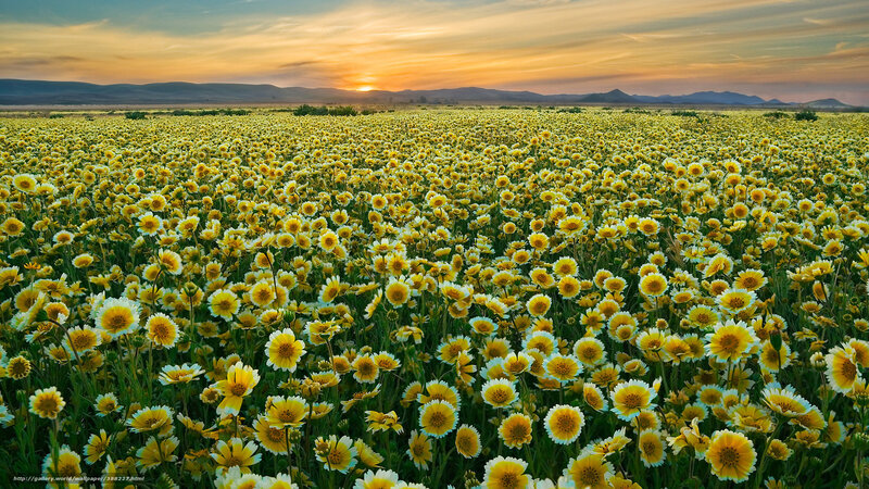 Yellow Flowers in Field — Serene, Sunset, Photograph, Mountains