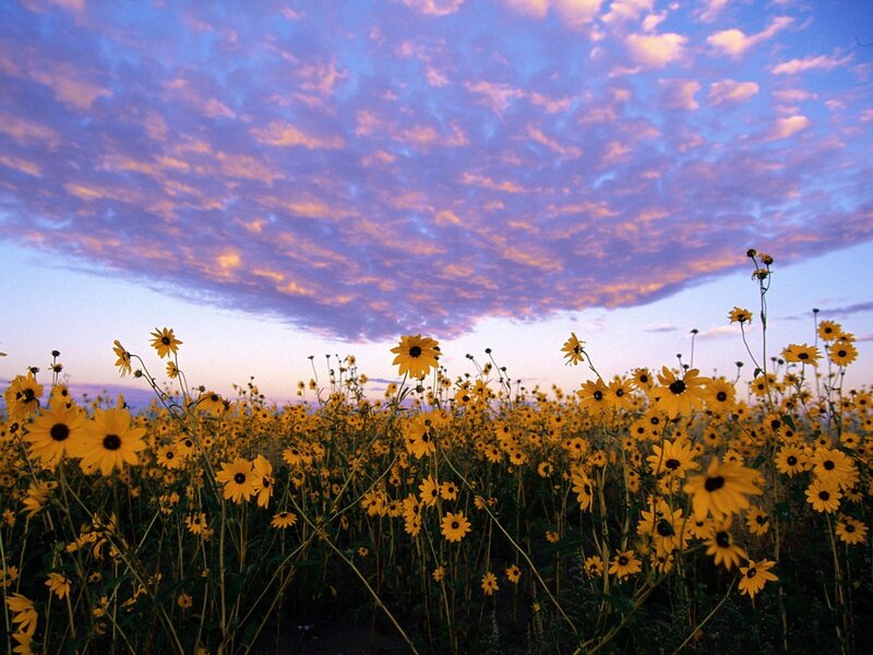 Yellow Flowers in Field — Serene, Sunset, Photograph, Sky, Clouds, Purple