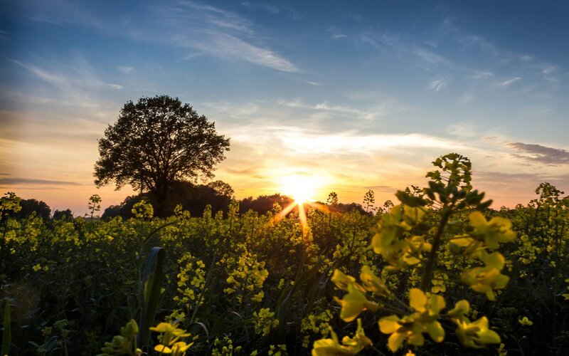 Yellow Flowers in Field — Serene, Sunset, Photograph, Tree