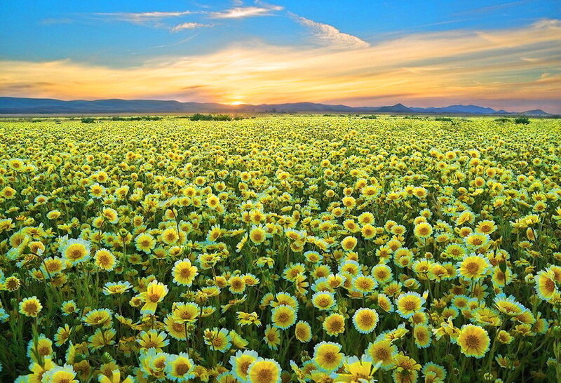 Yellow Flowers in Field — Serene, Sunset