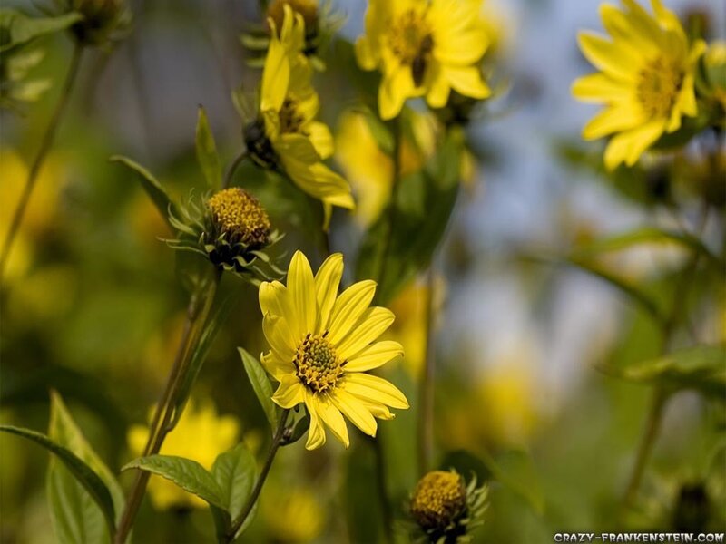 Yellow Flowers in Field — Serene