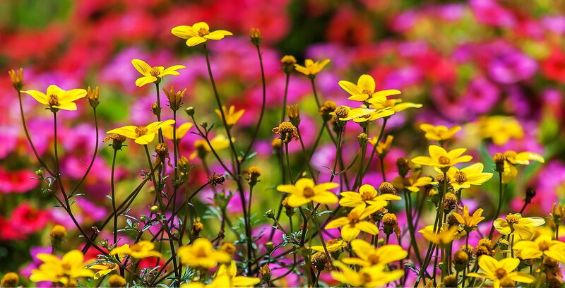 Yellow Flowers in Field — Vibrant, Afternoon