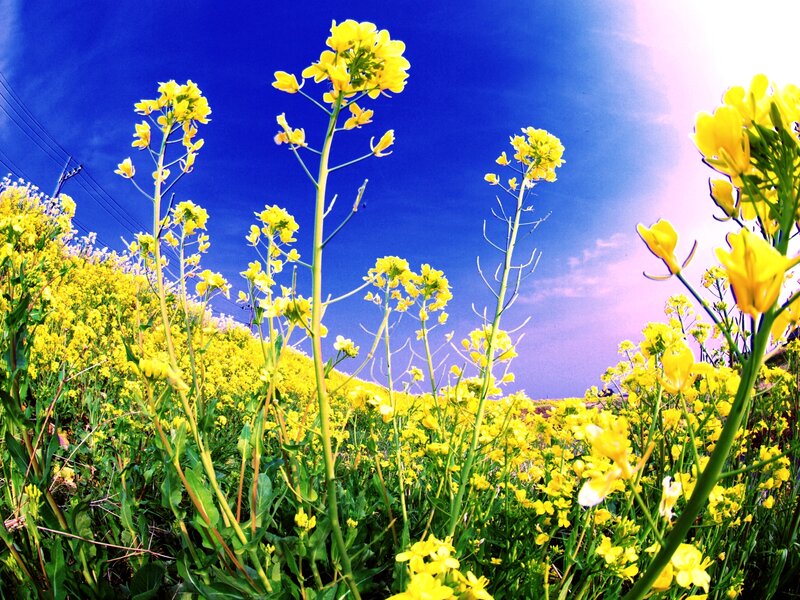 Yellow Flowers in Field — Vibrant