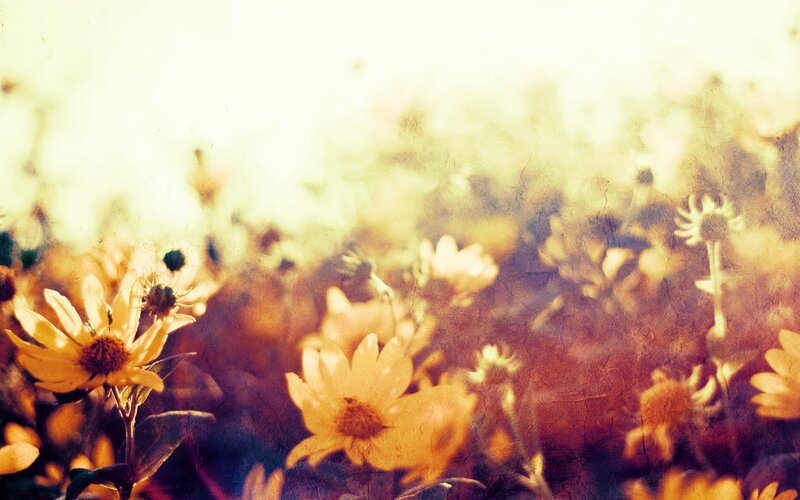 Yellow Flowers in Field — Warm
