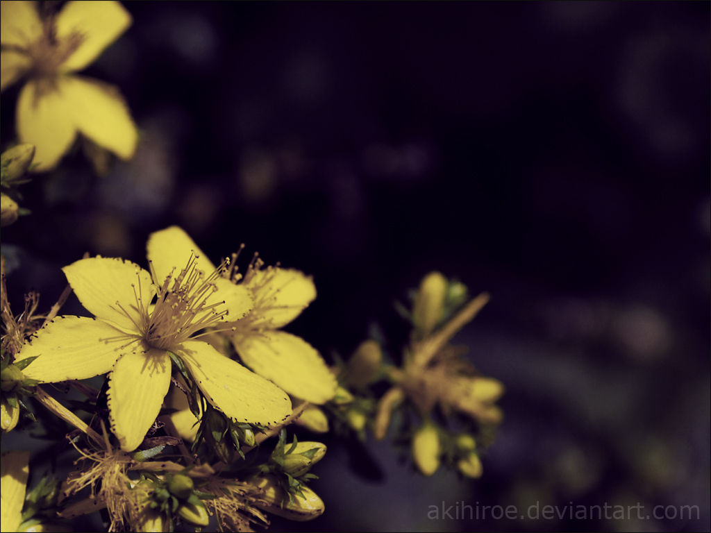 yellow flowers in focus