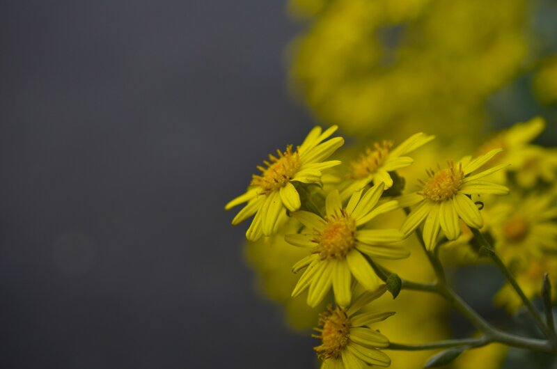 Yellow flowers in focus