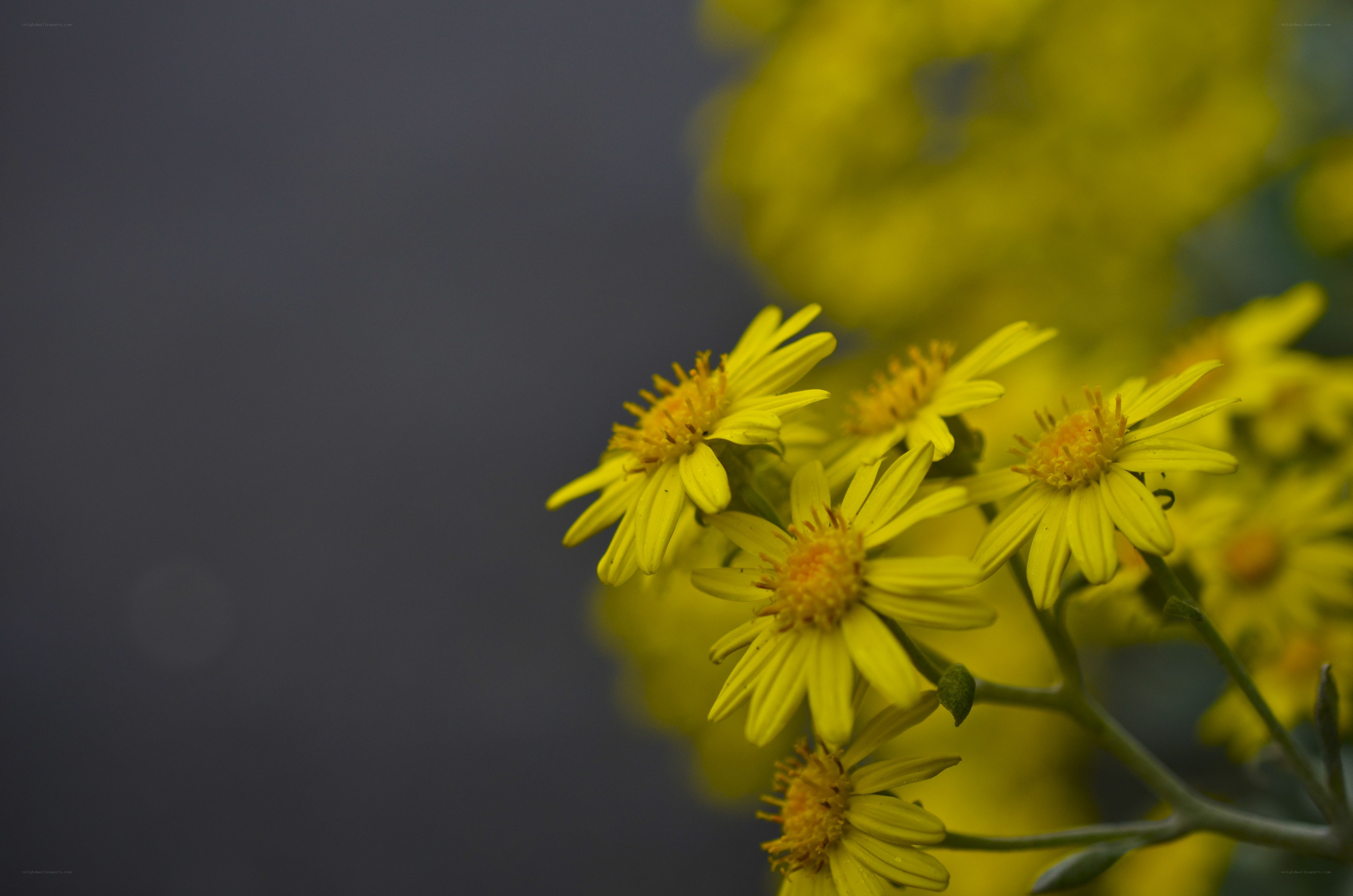 Yellow flowers in focus