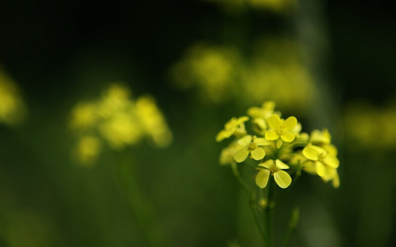 Yellow Flowers in Focus — Serene