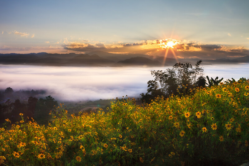 Yellow Flowers in Fog — Serene
