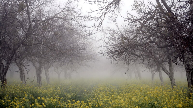 Yellow Flowers in Fog