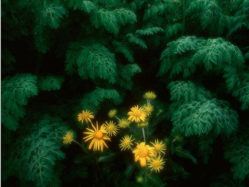 Yellow Flowers in Foliage — Green