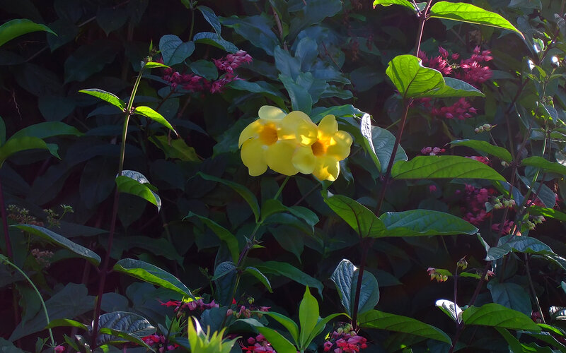 Yellow Flowers in Foliage