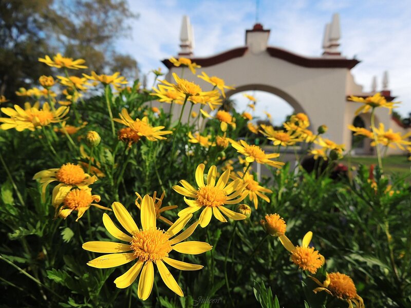 Yellow Flowers in Foreground — Serene