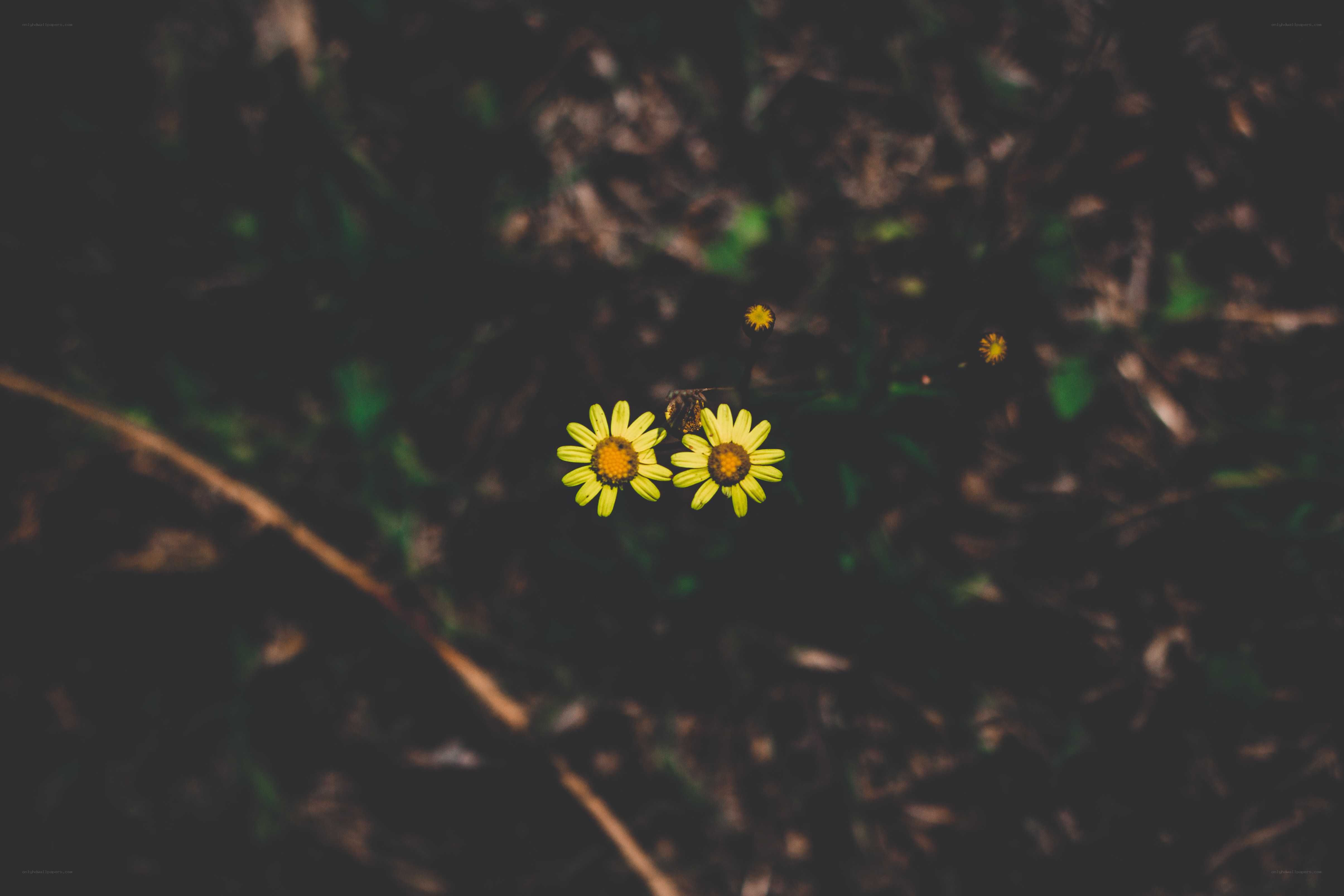 Yellow flowers in forest