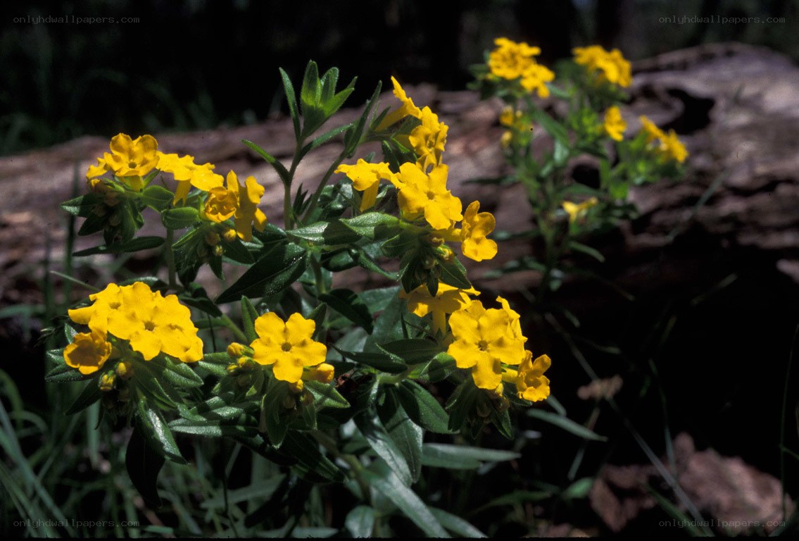 yellow flowers in forest