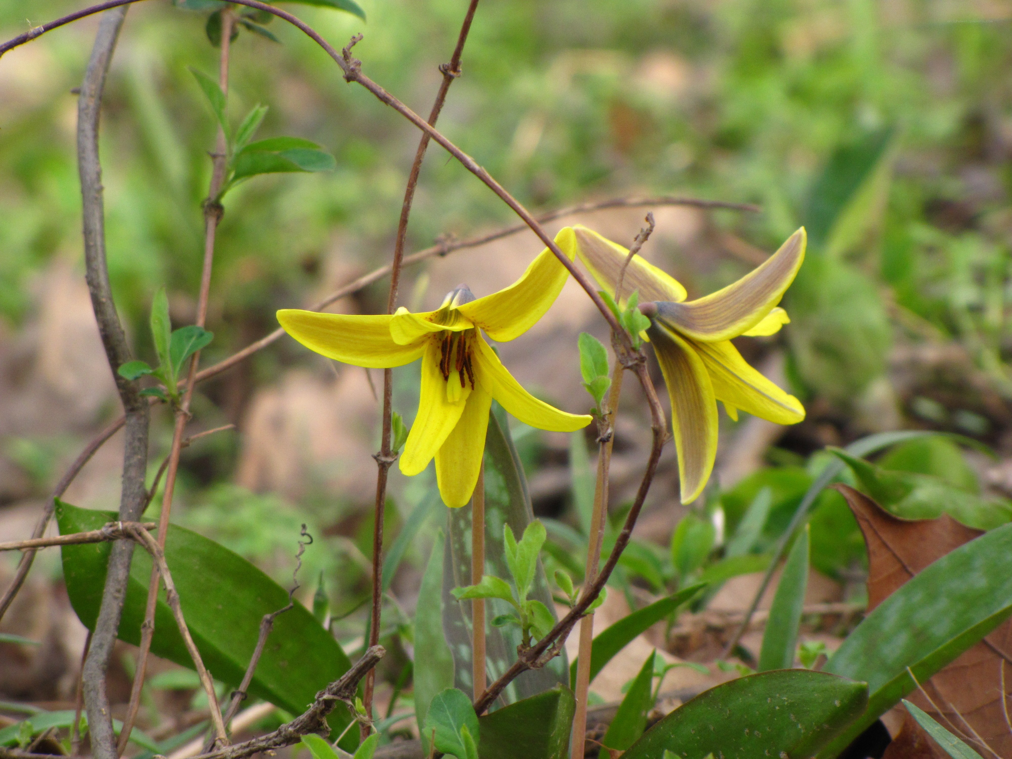 Yellow flowers in forest