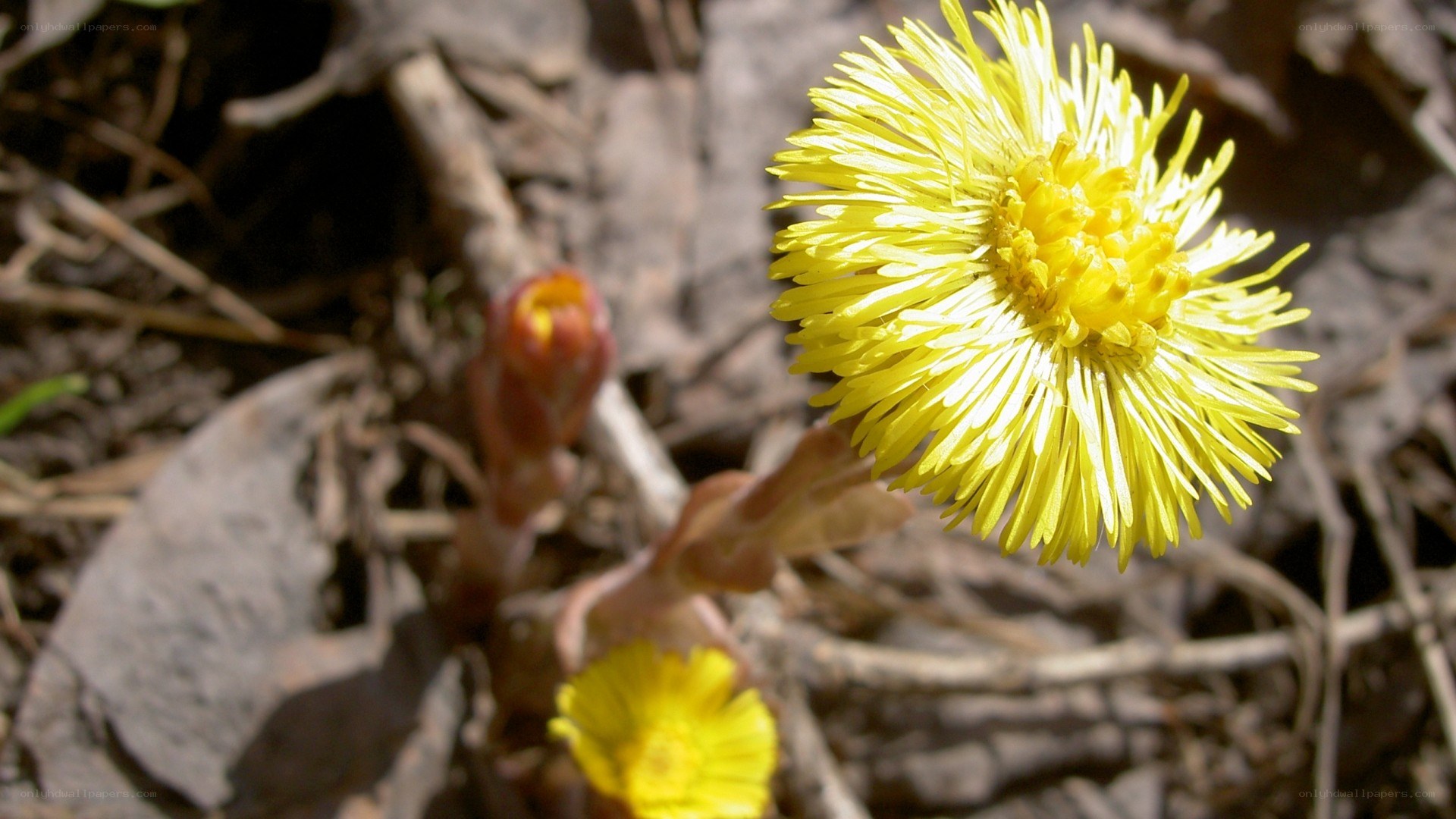 Yellow flowers in forest floor