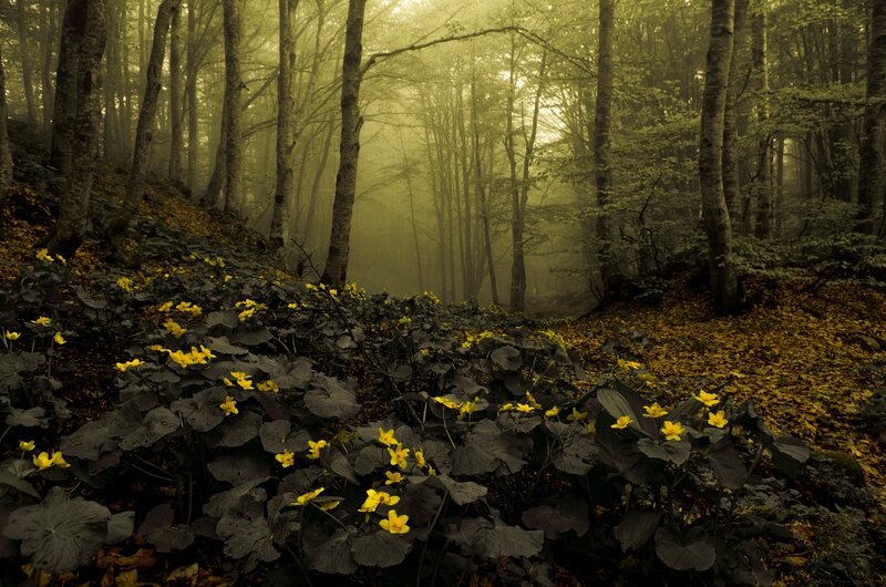 Yellow Flowers in Forest — Green, Misty