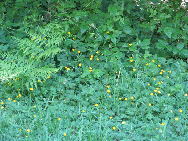 Yellow Flowers in Forest — Green, Natural