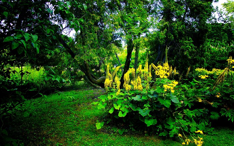 Yellow Flowers in Forest — Green, Serene