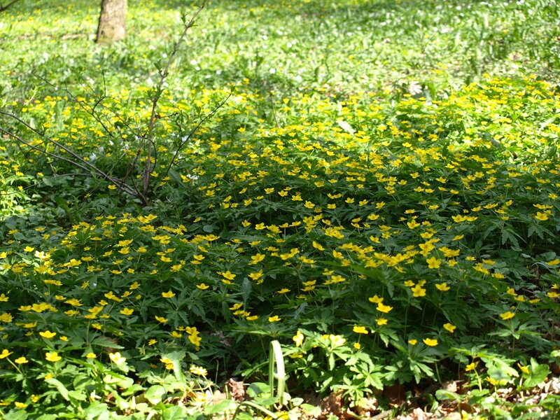 Yellow Flowers in Forest — Green