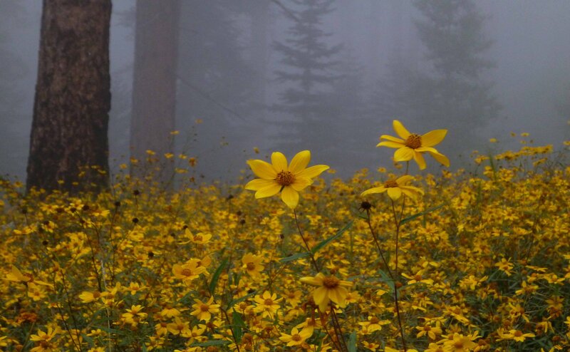 Yellow Flowers in Forest — Misty, Morning